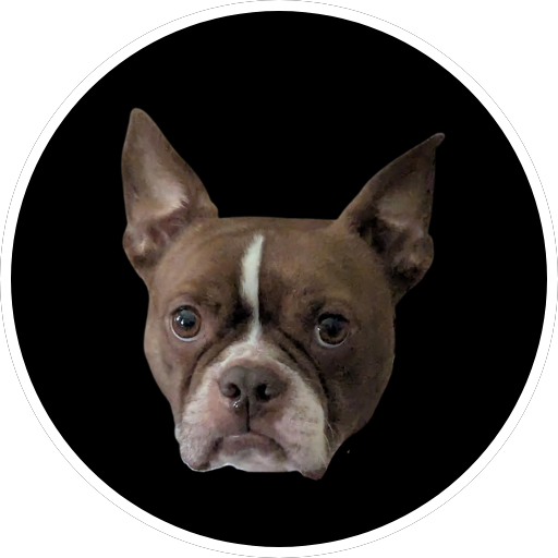 this is picture my dog champ. he's a brown boston terrier and very ugly.